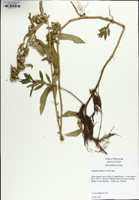 Hydrolea uniflora image