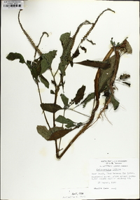 Heliotropium indicum image