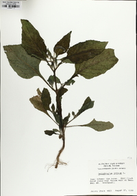 Heliotropium indicum image