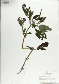 Heliotropium indicum image