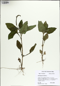 Heliotropium indicum image