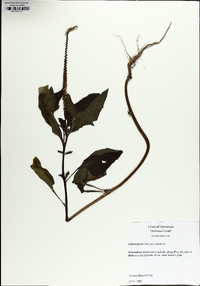 Heliotropium indicum image