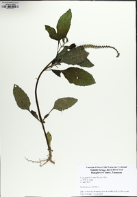 Heliotropium indicum image