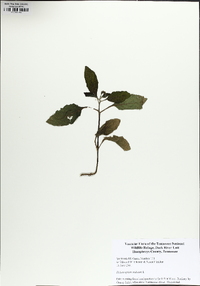 Heliotropium indicum image