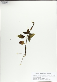 Heliotropium indicum image