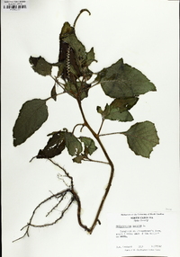 Heliotropium indicum image