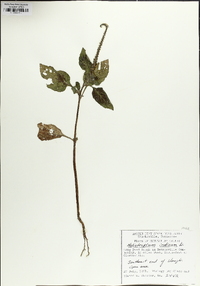 Heliotropium indicum image