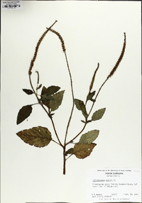 Heliotropium indicum image