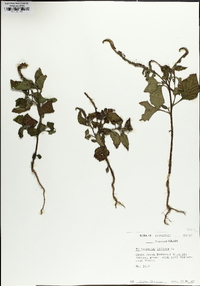 Heliotropium indicum image