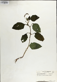 Heliotropium indicum image