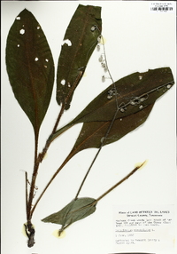 Andersonglossum virginianum image