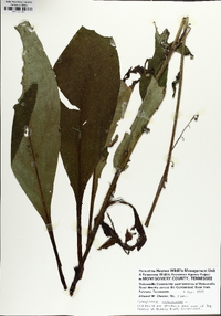 Andersonglossum virginianum image