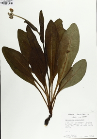 Andersonglossum virginianum image