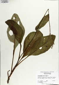 Andersonglossum virginianum image