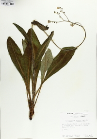 Andersonglossum virginianum image