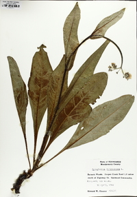 Andersonglossum virginianum image