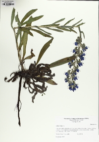 Echium vulgare image