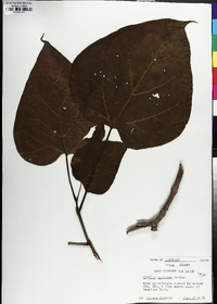 Catalpa speciosa image