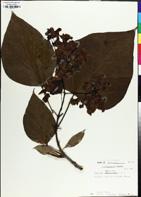 Catalpa bignonioides image