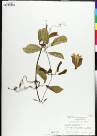 Bignonia capreolata image