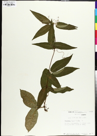 Bignonia capreolata image