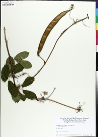 Bignonia capreolata image