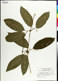 Bignonia capreolata image