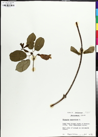 Bignonia capreolata image