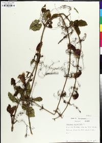 Bignonia capreolata image