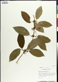 Bignonia capreolata image