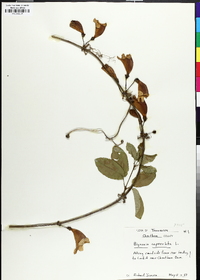 Bignonia capreolata image