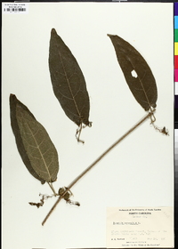 Bignonia capreolata image