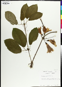 Bignonia capreolata image