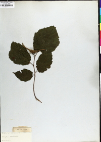 Corylus cornuta image