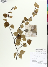 Betula pubescens image