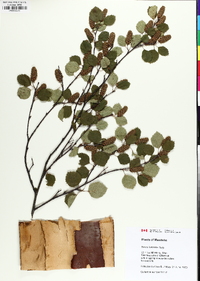 Betula occidentalis image