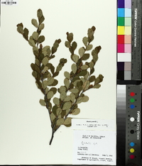 Betula pumila image