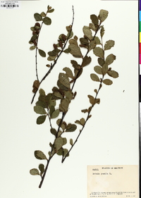 Betula pumila image