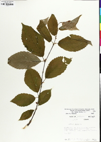 Betula alleghaniensis image