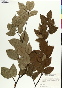 Betula alleghaniensis image