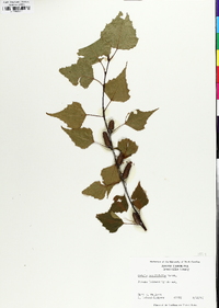 Betula populifolia image