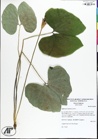 Jeffersonia diphylla image