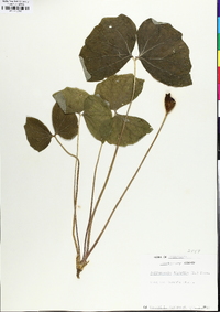 Jeffersonia diphylla image