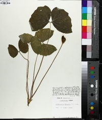 Jeffersonia diphylla image