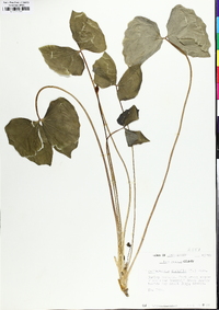 Jeffersonia diphylla image