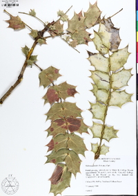 Mahonia bealei image