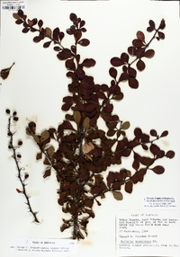 Berberis thunbergii image