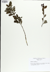 Berberis canadensis image