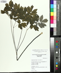 Caulophyllum giganteum image