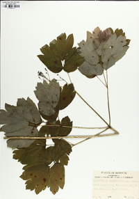 Caulophyllum thalictroides image